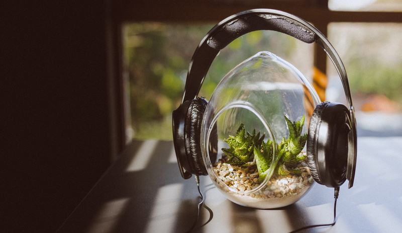 household equipment, terrarium, container, home interior, growth, freshness, jar, glass, day, indoors, headphones, 4K, vase, corded, focus on foreground