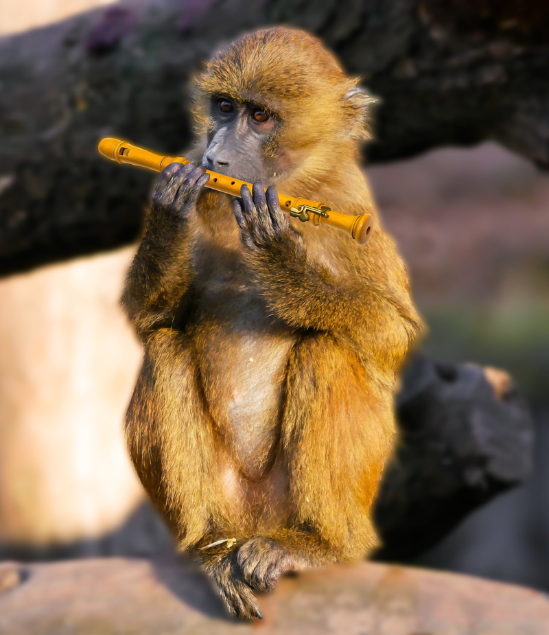 animal, monkey, primate, image overlay, looking away, day, solid, vertebrate, sitting, brown, eating, animal themes, outdoors, flute, sunlight, nature