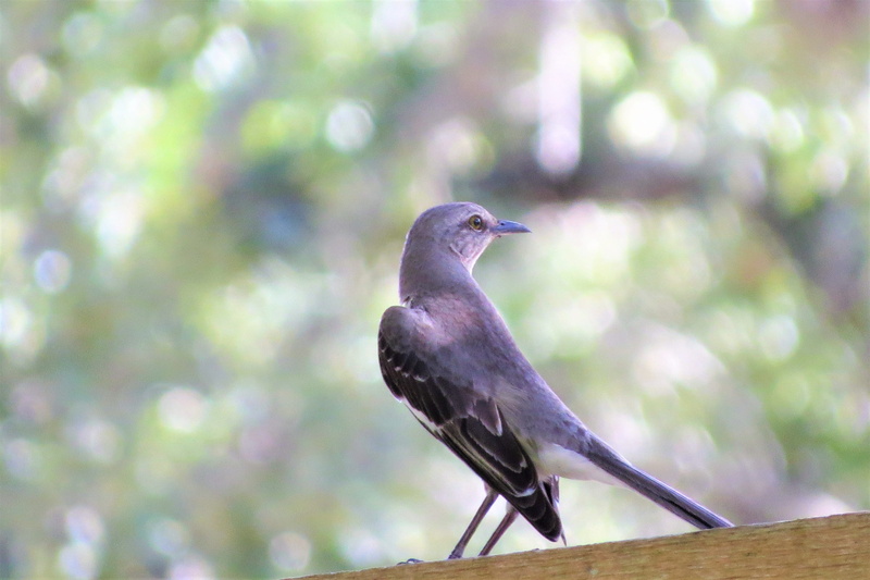 plant, full length, Song, close-up, vertebrate, black color, one animal, raven - bird, looking, outdoors, bird, focus on foreground, perching, Mocking Bird