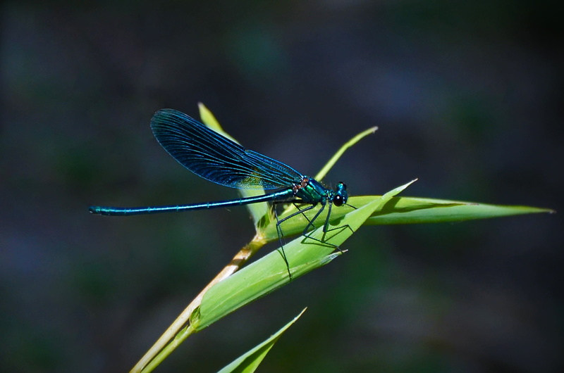 animal wildlife, animal Wing, magnificent dragonflies, nature, damselfly, perched, outdoors, wildlife, flight insect, blue-winged demoiselle, plant part
