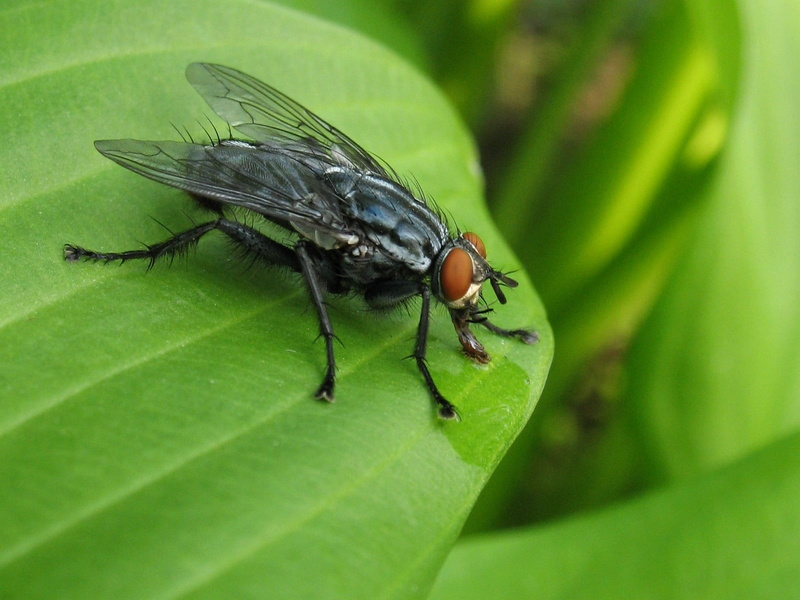 fly, Canon PowerShot A620, on top, Sarcophagidae, housefly, insect, brown, nature  Canada, green, leaf, Diptera, Mouche, 720P, green leaf, black and brown