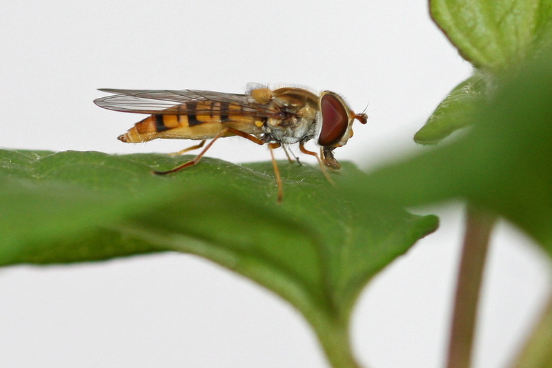 720P, hover, leaf  Insect, 105mm, Fly #2, green leaf, animal, yellow, insect, Macro, green, black, leaf, close-up, Canon 40D, Hoverfly, Hover Fly, Nature