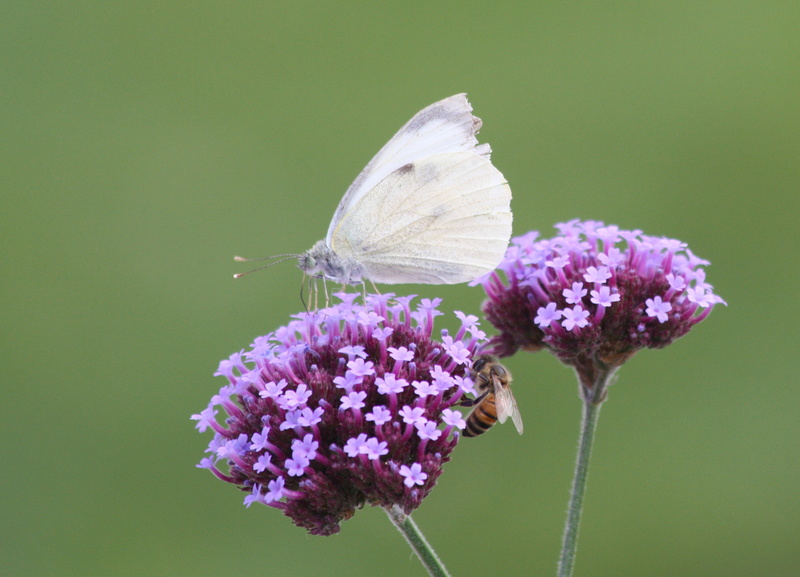 Insect, skipper, butterfly, close-up, white, purple Lantana, Nature, England, daytime, photography, perched, Skipper Butterfly, animal, Pieris brassicae