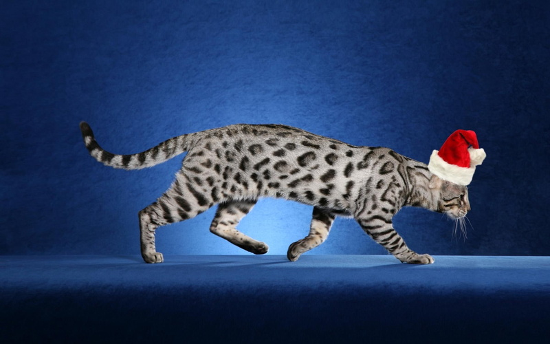 1080P, santa, feline, claws, animals