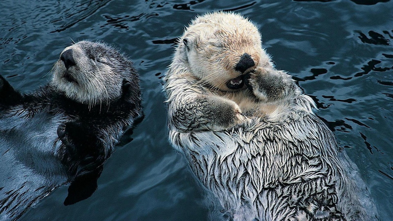 animals, otter, marmals, lake, 1080P, water, sleeping otter, sleeping, s