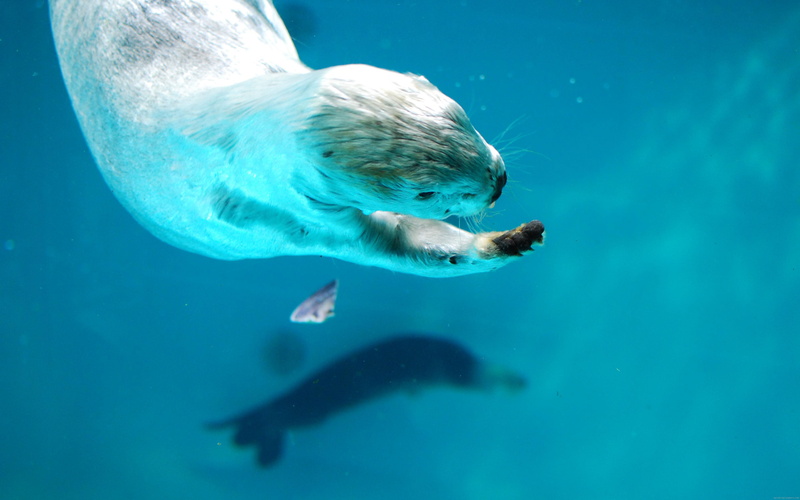 otter, sea, 4K, swiming, animal, lion
