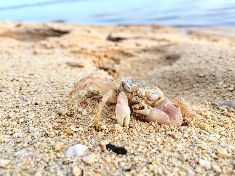 hermit crab, beauty in nature, sand, one animal, white, closeup, marine, nature, no people, shell, animals in the wild, macro, outdoors, crawling, water