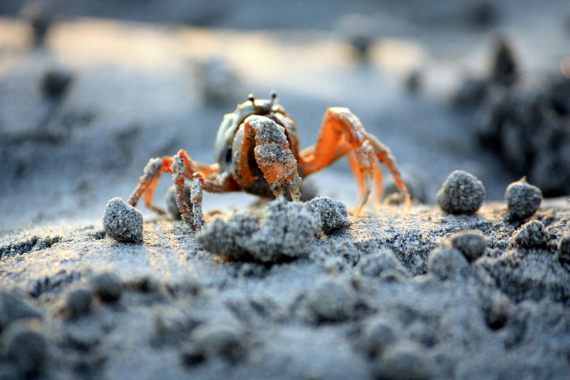 close-up, brown crab, photo, beach, 4K, closeup, animal, surface, microtel, nature, brown, crustacean, sea, crab, mangrove, wildlife, white, sand, claw