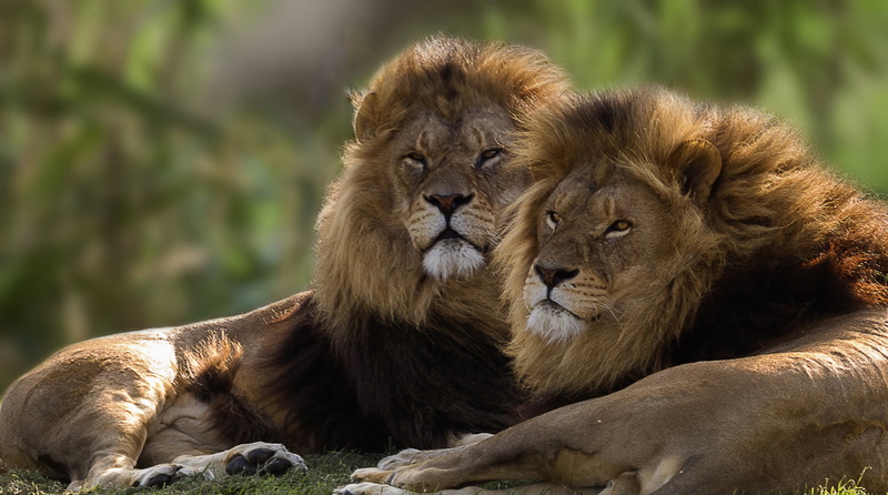 outdoors, two animals, feline, 1080P, female animal, resting, lioness, animal family, relaxation, animals, no people, animal wildlife, animal, big cats