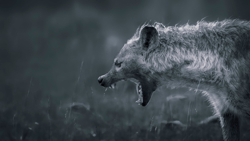 outdoors, profile view, animal head, land, animal, 1080P, teeth, focus on foreground, animal themes, side view, looking away, animals in the wild, one animal