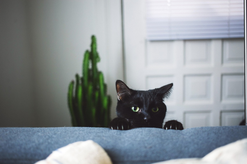 black cats, cat, 1080P, depth of field, pet, animals, claws