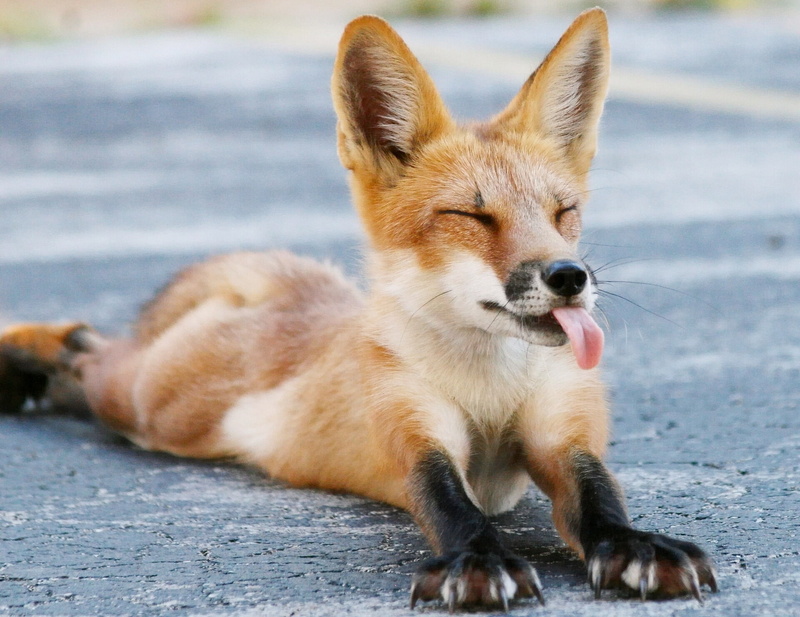 nature, city, animal wildlife, face, domestic, animal, canine, language, Fox, day, mammal, dog, one Animal, street, red Fox, 1080P, no People, full length