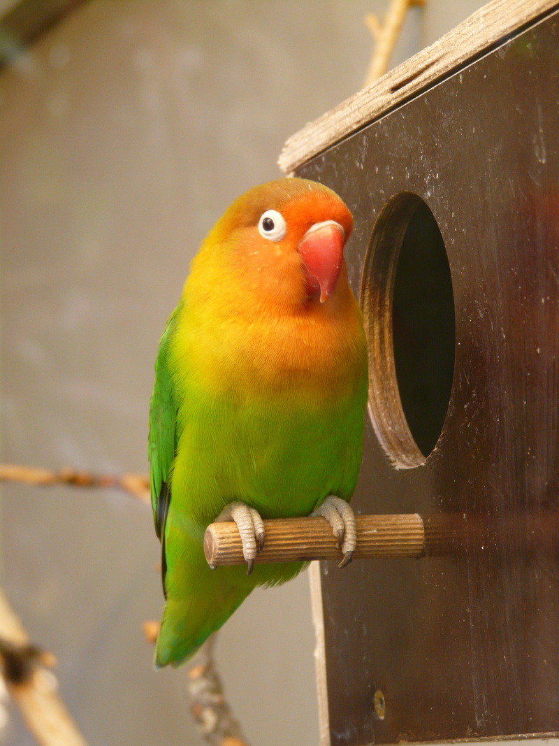 aviary, Parrot, creature, color, parakeet, wood - material, close-up, outdoors, one animal, green, nature, eye, vertebrate, perched, no people, red, colorful