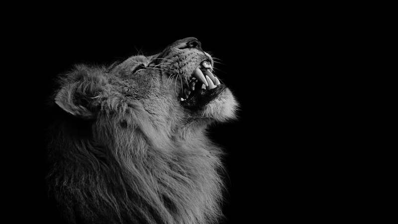 close-up, one animal, cat, angry, animal head, darkness, animal mouth, animal themes, animals in the wild, roar, animal, 1080P, teeth, anger, black, mouth open