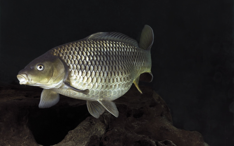 animal, one animal, undersea, profile view, no people, indoors, marine, animal themes, vertebrate, 2K, close-up, animal wildlife, world, Carp, underwater