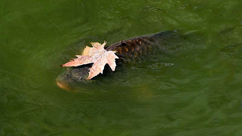 leaves, 1080P, animals, fish, carp