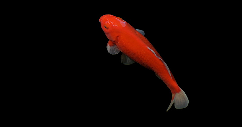 gill, sea, animal wildlife, marine, water, animals in the wild, hobby, garden pond, close-up, one animal, black background, h2o, swim, swimming, close up