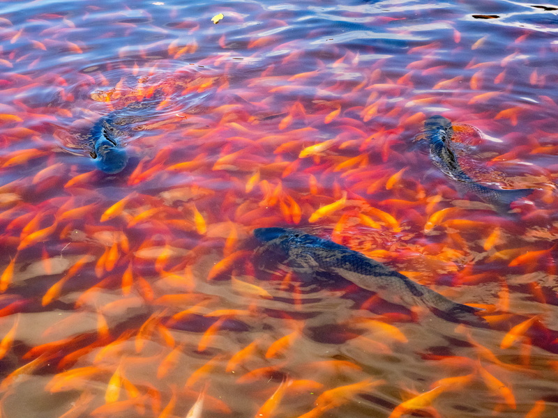 koi carp, nature, school, water, orange, group of animals, animal wildlife, carp, animal themes, outdoors, school of fish, large group of animals, animals in the wild