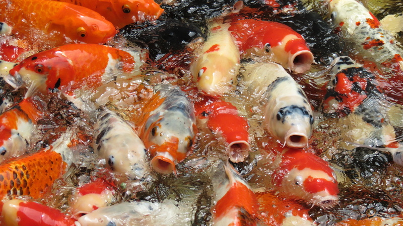 animal, vertebrate, cambodia, group of animals, swimming, animals in the wild, koi carp, high angle view, water, fish, animal wildlife, carp, school of fish