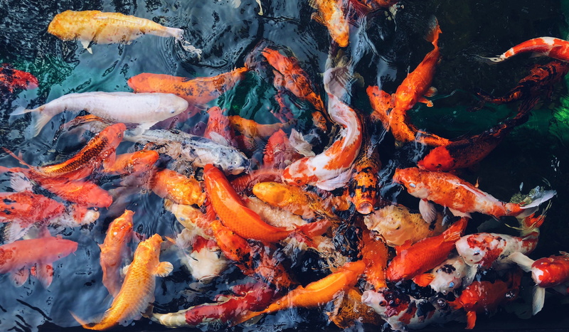 orange, koi, orange color, high angle view, 4K, vertebrate, large group of animals, fish, animal, nature, no people, carp, water, animal wildlife, animals in the wild