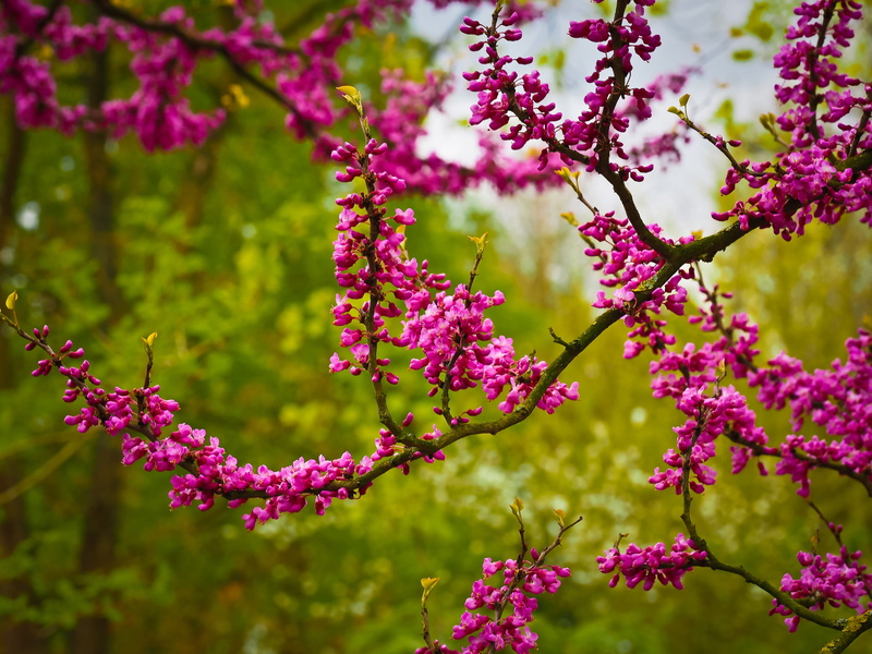 day, plant, flower, no people, nature, photography, growth, 4K, outdoors, springtime, tropical vegetation, vulnerability, blossom, focus on foreground