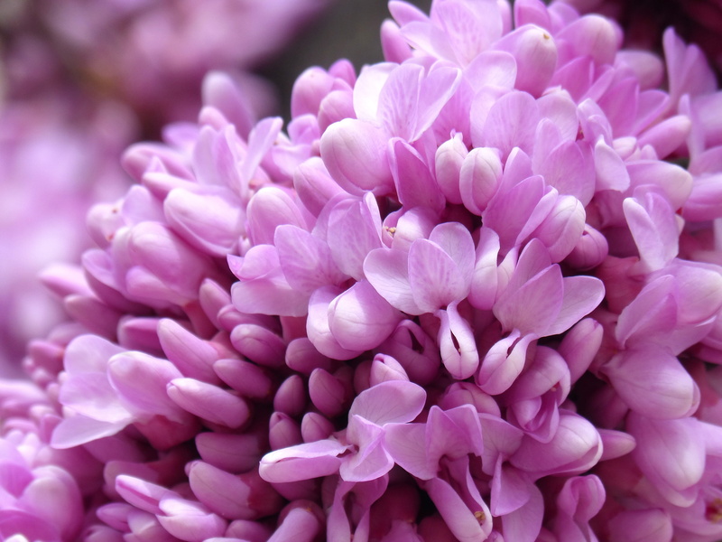 inflorescence, pink, flower, 4K, no people, love tree, judas-tree, nature, softness, outdoors, lilac, focus on foreground, cerci siliquastrum, growth