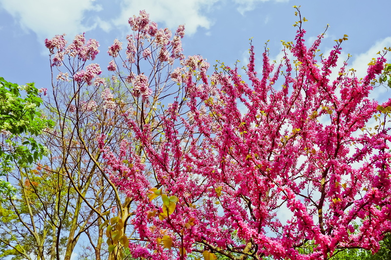 cherry blossom, blossom, beauty in nature, red, 4K, Judas Tree, springtime, flowering plant, plant, Tropics, exotic, cherry tree, day, no people, tree