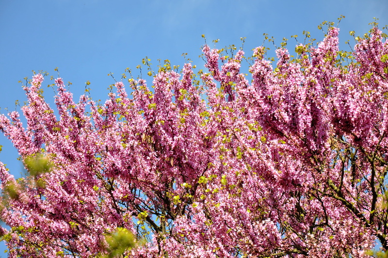flower, springtime, day, cherry blossom, bloom, purple, freshness, flowering plant, spring, judas tree, plant, cherry tree, nature, no people, pink color