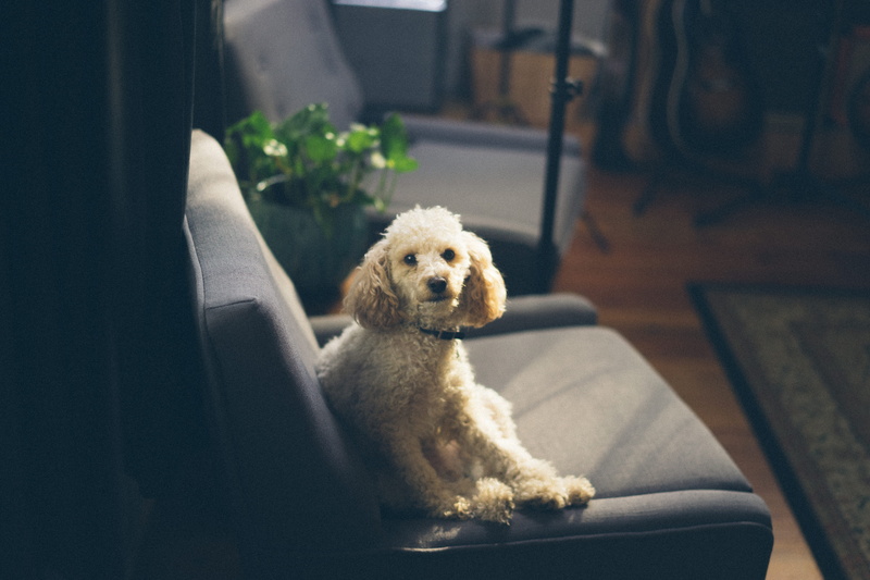 pet, sitting, seat, room, 5K, fauteuil, domestic, poodle, animal, chair, photography, canine, cute, one animal, home, pets, dog, young animal, domestic animals