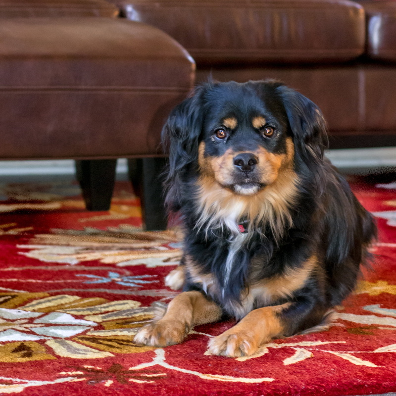 pet, relax, face, lying, near, portrait, relaxation, friend, coated, seat, animal themes, dog, snout, inside, red, indoors, tan, sitting, black, dachshund