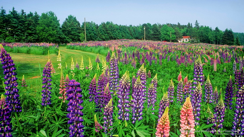 blossoming, lupine, 2K, granville, island, edward, north, prince, Flowers/Gardens
