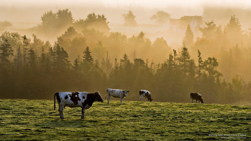 prince, mist, 2K, morning, Sunrises/Sunsets, edward, island