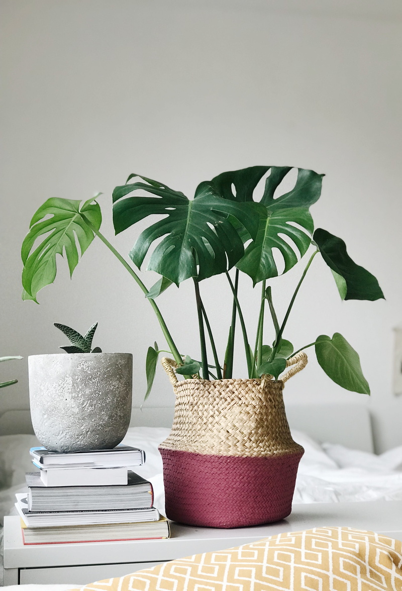 indoors, ivy, plant, home interior, still life, flower arrangement, houseplant, leaf, interior design, hemp, flower bouquet, publication, anthurium, close-up