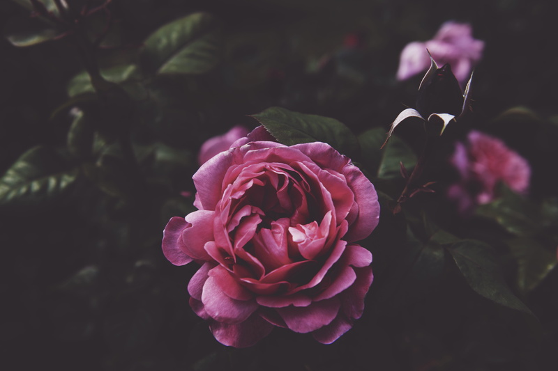 beauty in nature, people, human, rose - flower, geranium, fragility, petal, no people, blossom, plant part, pink, leaf, portland, growth, outdoors, garden