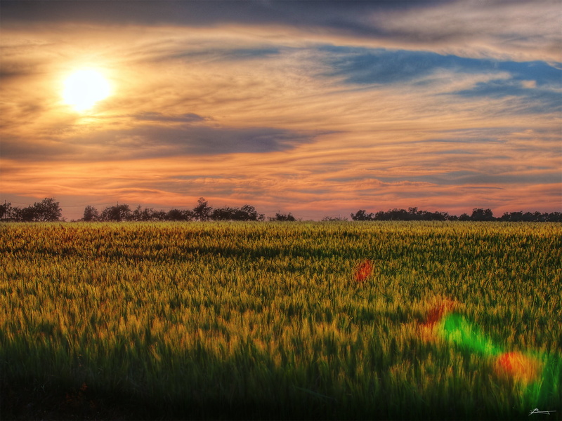 nature, crop, outland, meadow, outdoors, low, rural Scene, 1080P, horizon, farm, dusk, backgrounds, field, land, europe, grain, scenics, summer, season