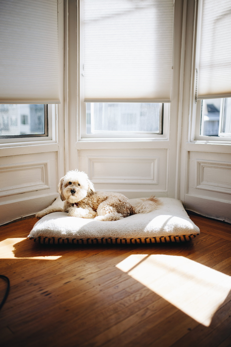 hardwood floor, indoors, adorable, morning, relaxation, lying, pet, wood, home interior, indoor, dog, near, domestic animals, pets, lying down, canine