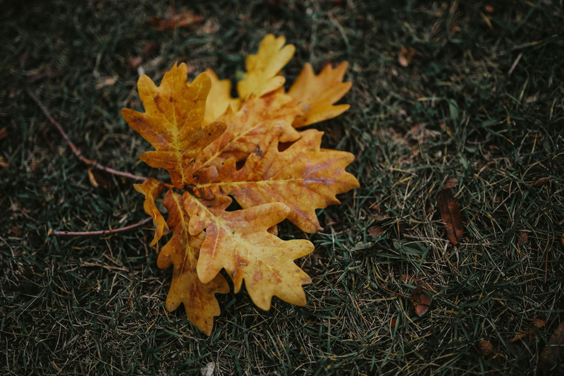 maple leaf, close-up, tree, outdoors, october, Autumn leaves, no people, yellow, 5K, backgrounds, plant part, leaves, change, gold Colored, dry, plant
