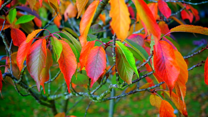 natural, yellow, maple, 5K, tree, outdoors, day, freshness, organic, colorful, branch, no people, autumnal, leaf, green, bright, growth, plant, colors