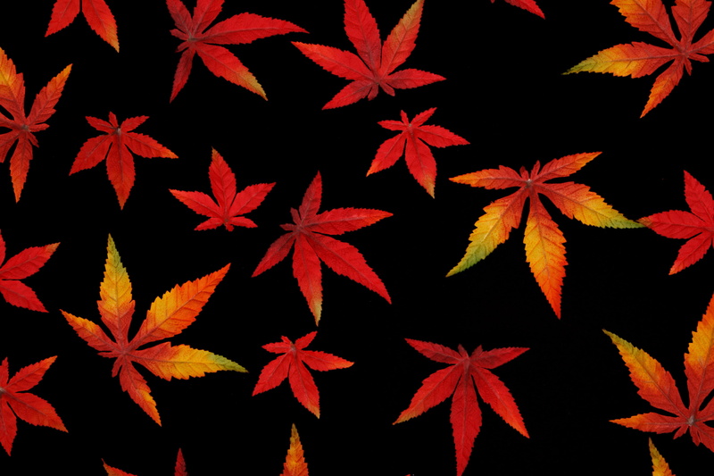 leaves, yellow, design, close-up, indoors, nature, background, red, shape, color, cannabis, bright, backgrounds, autumn, illustration, leaf