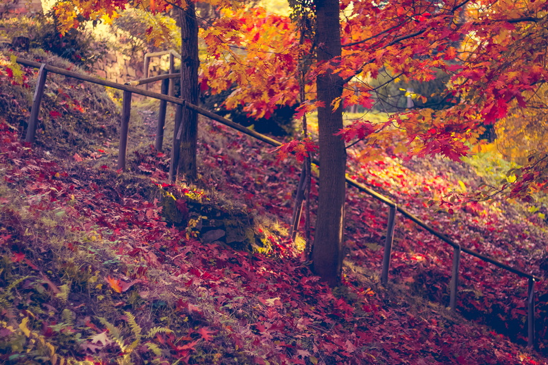 land, leaf, tree, colour, tranquil scene, 4K, autumn, vibrant Color, scenics - nature, beauty In Nature, change, yellow, natural condition, tree trunk