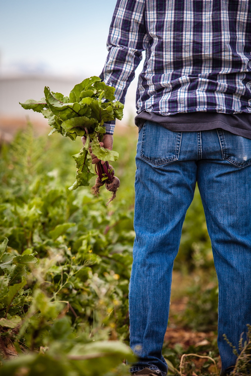 standing, denim, plant, clothing, footwear, farmer, beets, beetroots, farm, food and drink, daytime, pants, shoe, adult, day, human, jeans, agriculture