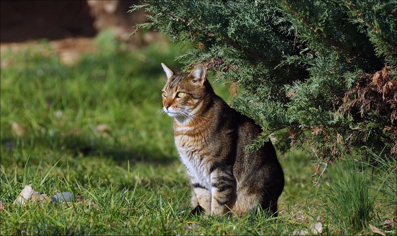 grass, A77, Sony, de, striped, cute, 4K, Pose, nature, feline, outdoors, mammal, pets, Brown Tabby, brown, animal, undomesticated Cat, Gato, plant, looking