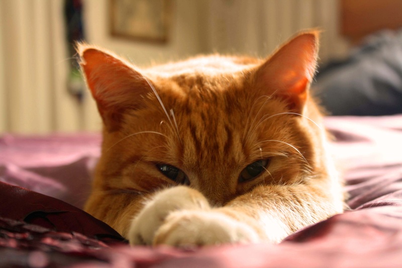 bed, textile, domestic, pets, no people, ginger cat, comfortable, domestic Cat, laying, orange, animal themes, close-up, cute, tabby, eyes, peek, vertebrate