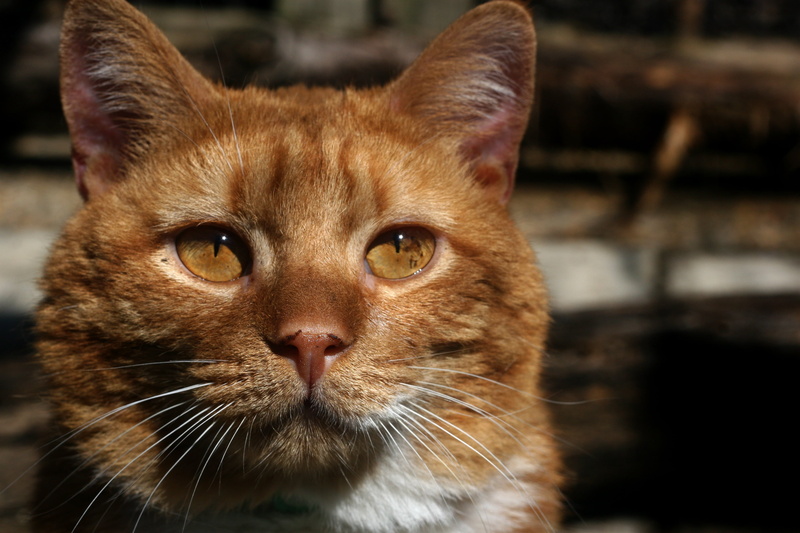 orange tabby, domestic Cat, field, depth, feline, depth of field, outdoors, project, nature, tabby, shelter, animal, cat, tabby cat, kitten, cute, photography