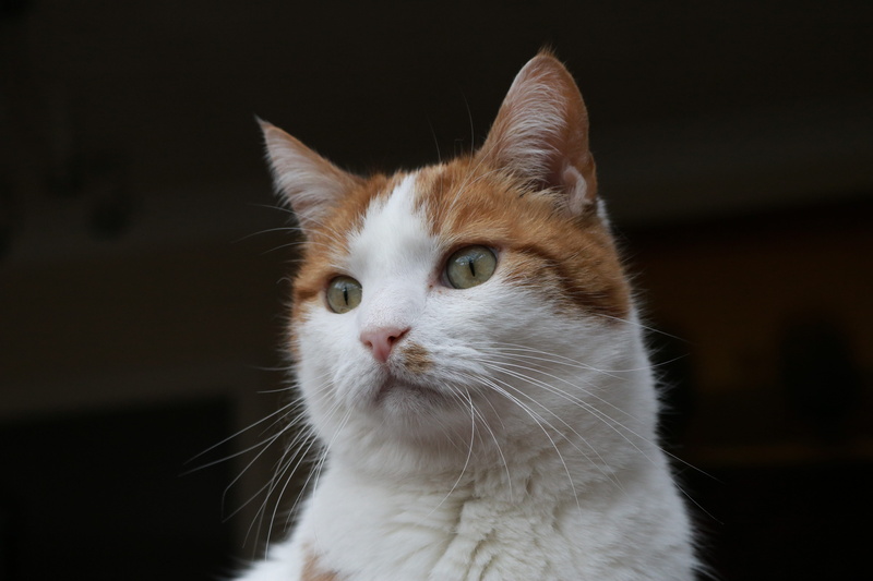 pets, cat, orange tabby, domestic animals, domestic cat, white, orange, indoors, domestic, 5K, focus on foreground, black background, animal head, tabby cat