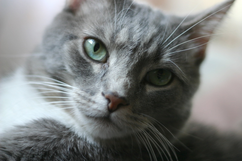 mammal, tabby cat, furry, cats, stripes, looking, beautiful, face, whiskers, sweet, tabby, domestic Cat, white, domestic Animals, eyes, animal, grey, Ziggys