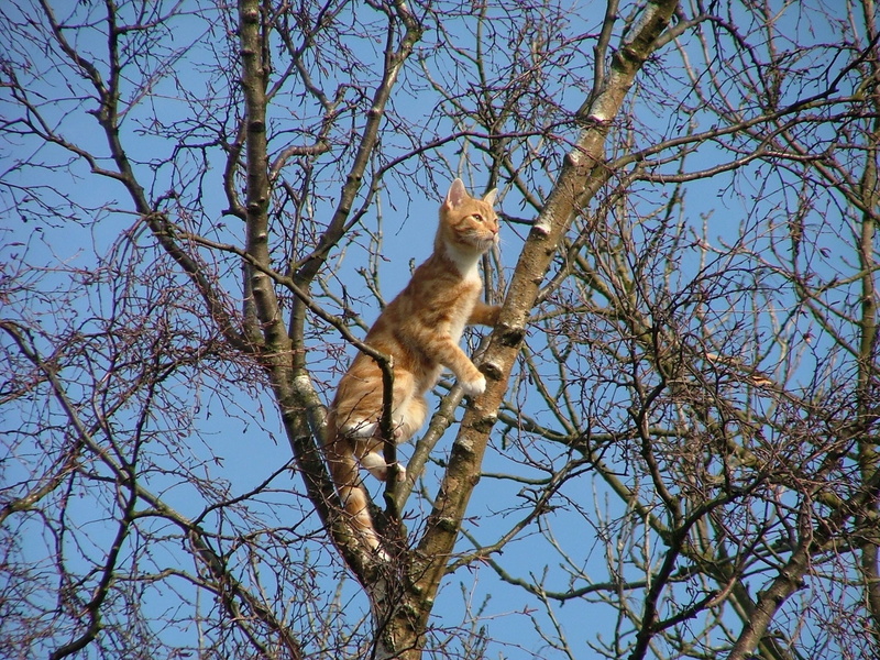 animal, small, ginger, 1080P, feline, stem, orange, fur, outdoors, mammal, one animal, portrait, furry, curiosity, white, vertebrate, primate, baby, branch