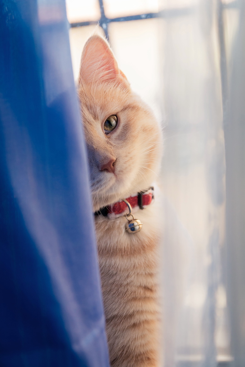 kitty, day, whisker, cat, no people, feline, kitten, cute, eye, selective focus, animal, 5K, fur, portrait, looking, animal eye, domestic animals, back