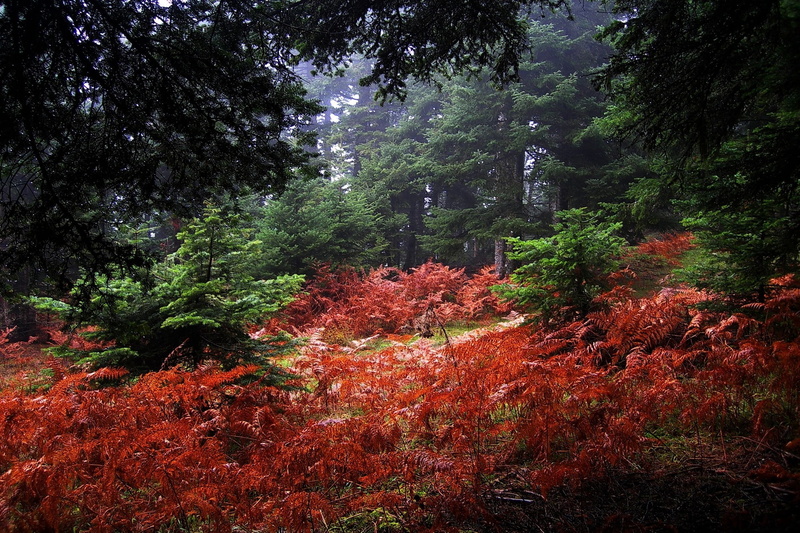 landscape, change, nature, building exterior, land, red, tranquil scene, low angle view, trees, non-urban scene, plant, 1080P, fall, growth, leaf, day