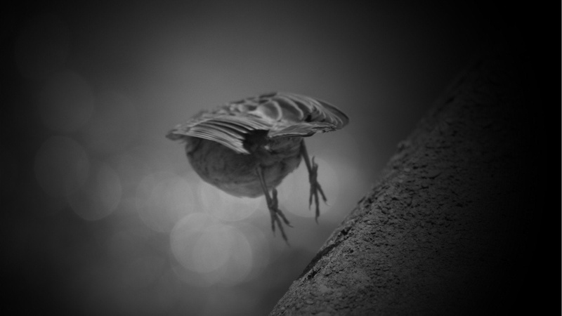 white, animals, sparrow, Flight, black, 1080P, Monotone, And, Ledge, birds